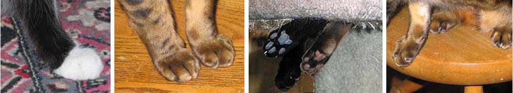 A composite of cat paws