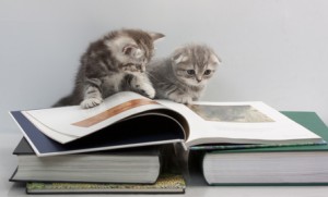 Scottish Fold cats are reading