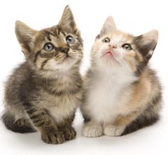 Kitten Behavior Training