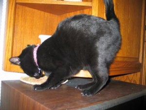 Cat Behavior-Feeding Cats. Jinniyha on a treasure hunt