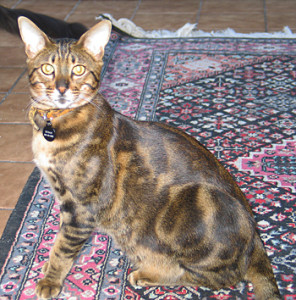 Portrait of Sudan, my Savannah Cat