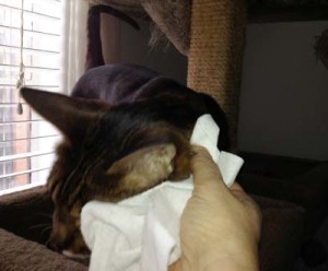 Cat introductions: petting Sudan's cheek with a towel