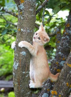 Cats have to back down trees.