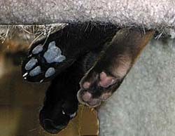 Cats sweat through their paws