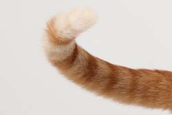 Cats show people affection through their tails