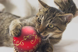 Cat playing with ornament. by Fotolia.