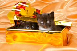 Think twice before giving cats as gifts.