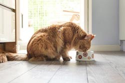 Cat eating from a bowl by Fotolia.