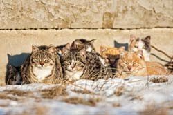 Help feral cats survive the winter by building them shelters